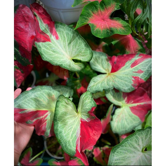 Caladium cat tumpah anakan keladi sycool