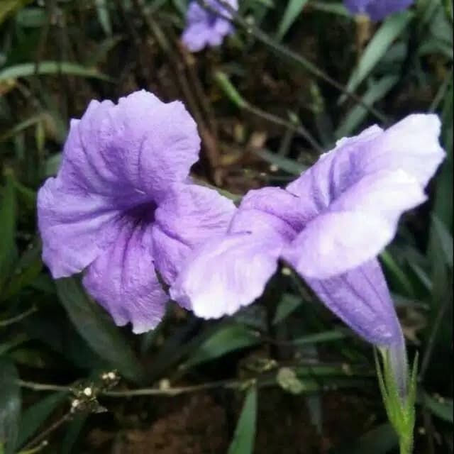 Tanaman Bunga Ruellia | Tanaman Ruellia | Tanaman Rollia