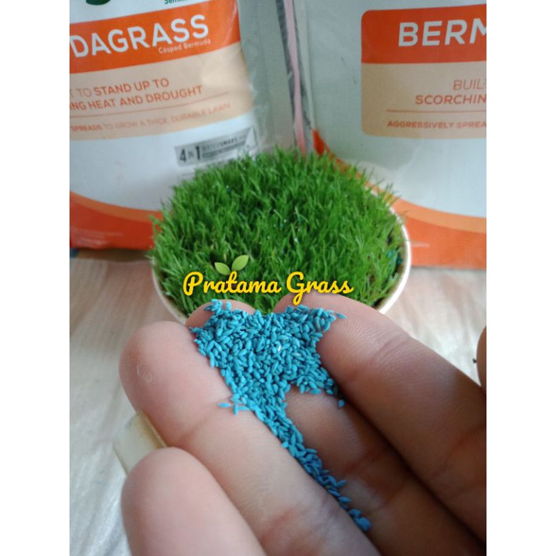 Benih Rumput Jepang -1kg Rumput Taman - Bibit Rumput