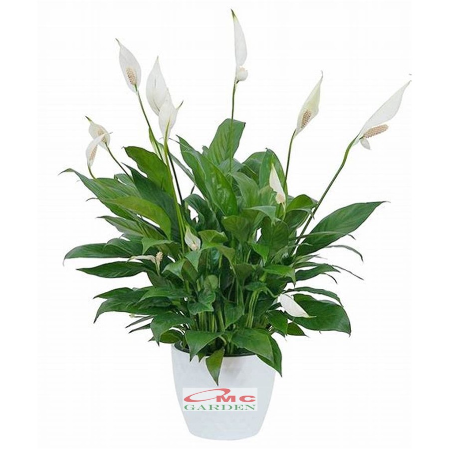 Tanaman Hias Pohon Sepatu Filum Peace Lily Spatyfhilum Floribundum Bunga Lili  Perdamaian PS-5060