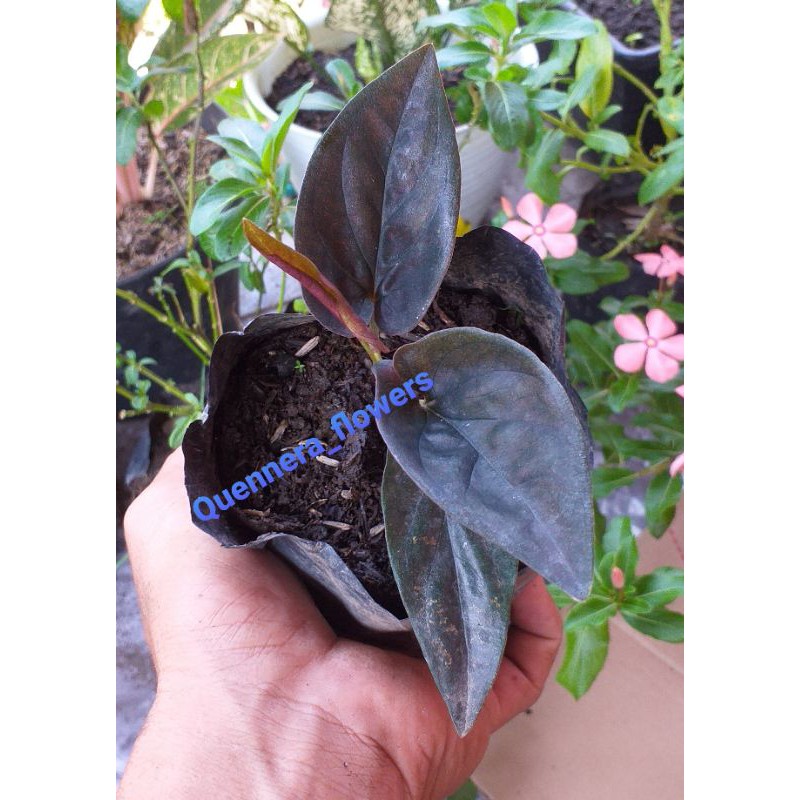 ( BISA COD ) TANAMAN HIAS SINGONIUM BLACK