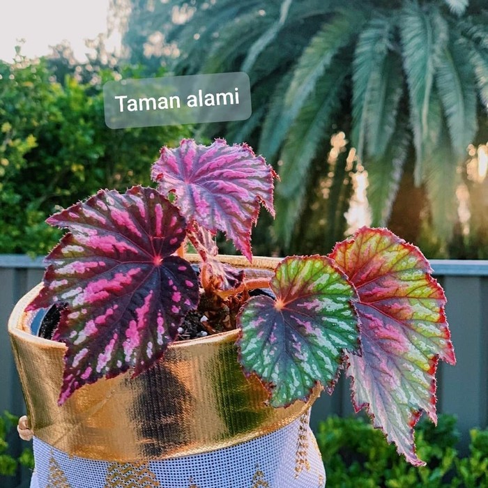 tanaman hias begonia rex - pohon begonia rex