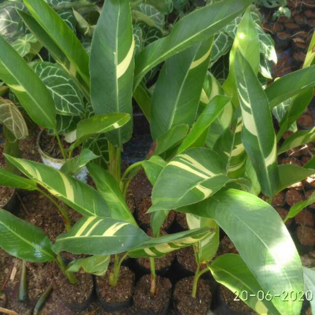 Tanaman Heliconia Varigata Tanaman Pisang Heliconia Varigata