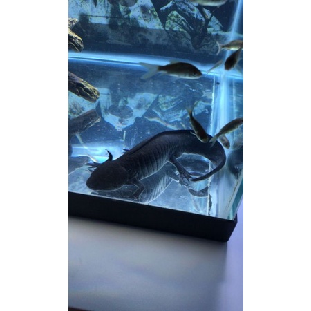 Ikan Hias Axolotl Black