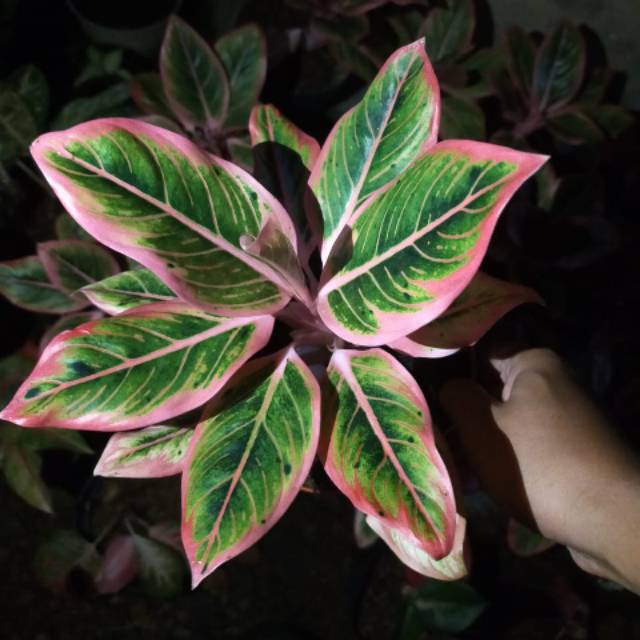 Aglonema lotus delight