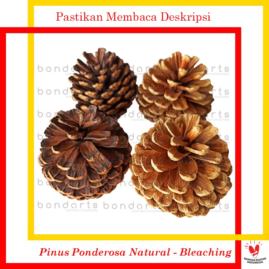  Bunga  Pinus  Kering Shopee Indonesia