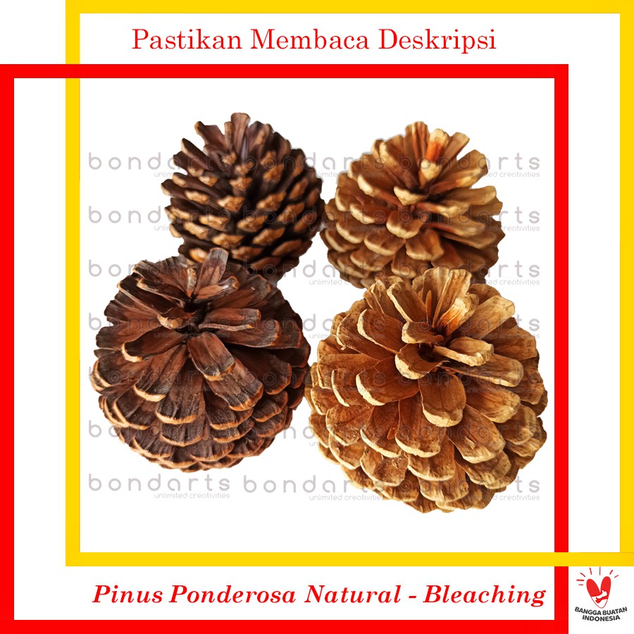  Bunga Pinus Kering  Shopee Indonesia