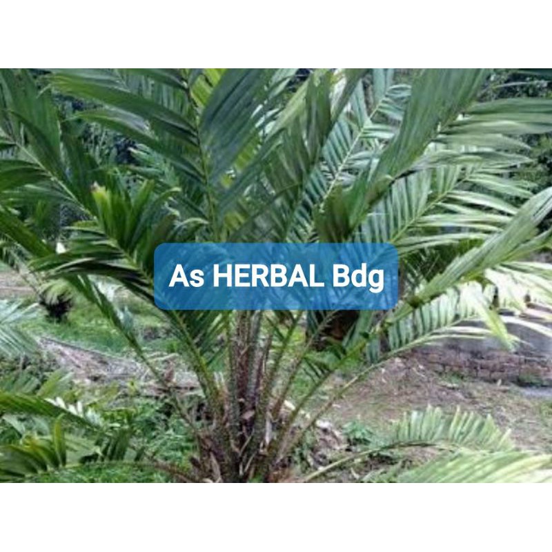 

Daun Salak Segar 400 gram / daun buah salak-az