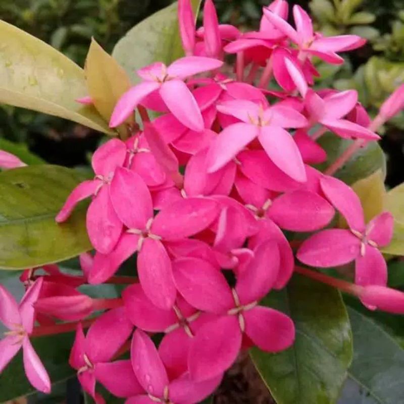 tanaman hias asoka violet - bunga pink - asoka daun besar