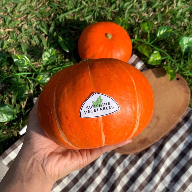 

LABU KABOCHA / KABOCA / KABOCHA ORGANIK