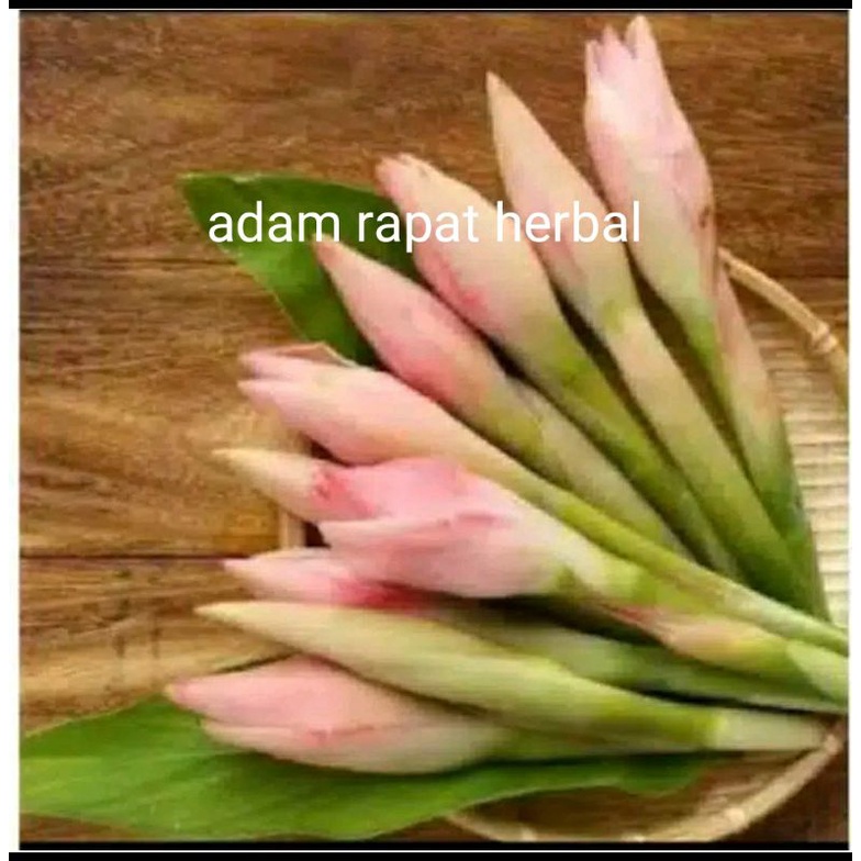 

bunga kecombrang segar 1kg