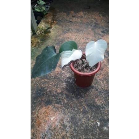 monstera varigata white tiger