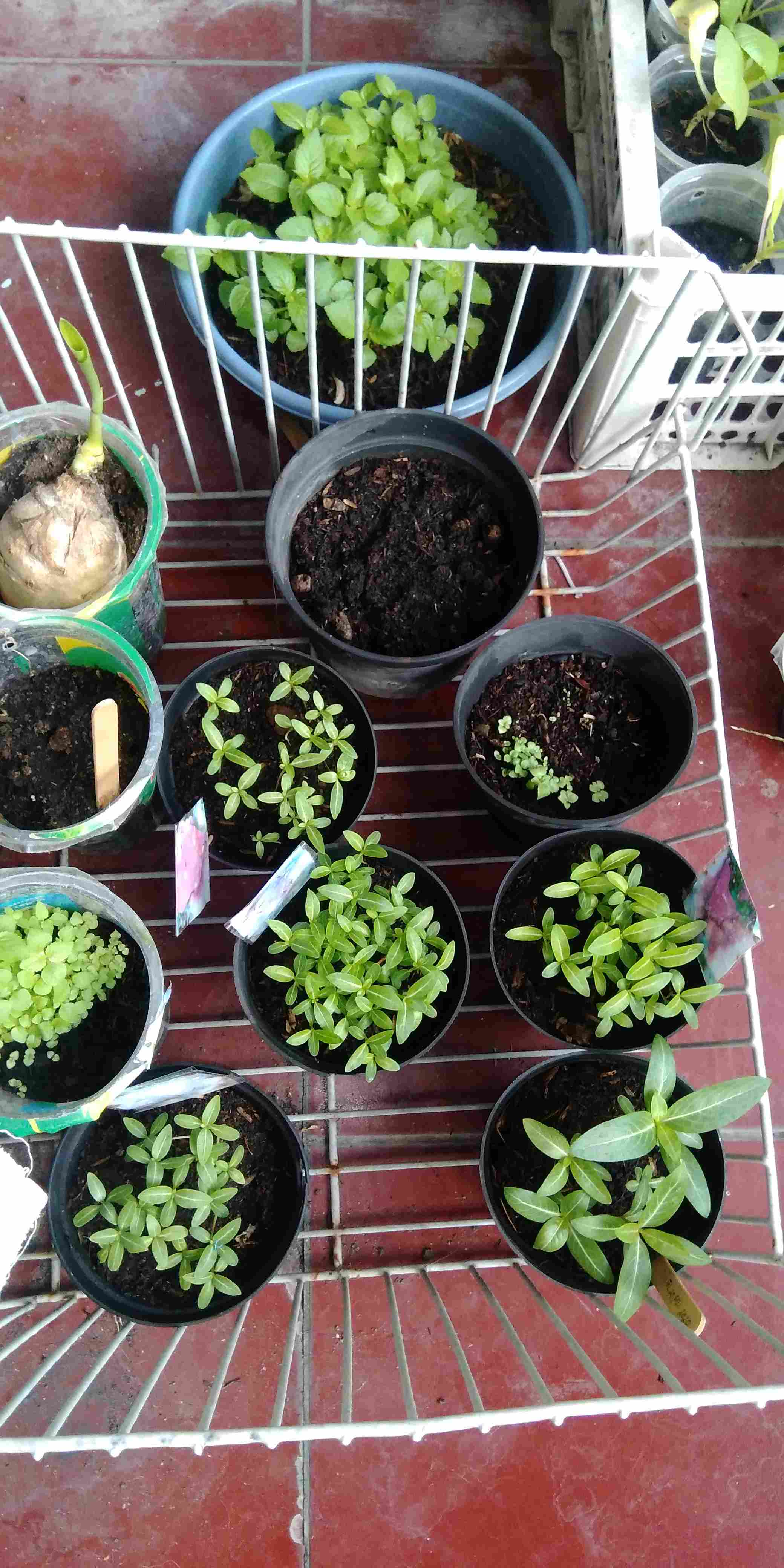 Vinca Softpink Hallo (benih/seed/biji) Tegak