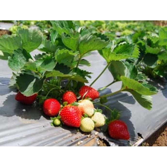 paket 3 bibit strawberry jumbo manis