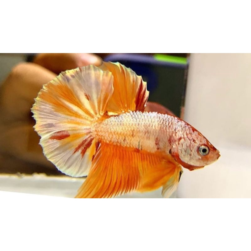 HMPK Nemo Copper dan HMPK Copper Res Wash