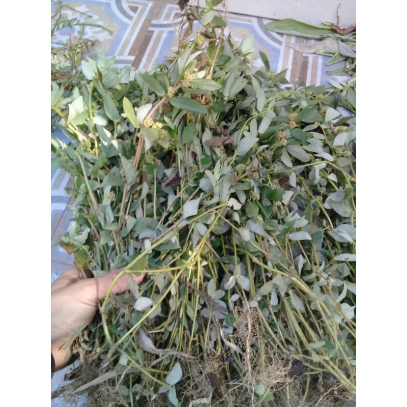 

PATIKAN KEBO SEGAR 500GRAM