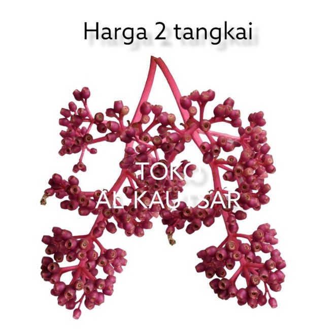 

[TERMURAH] 2 TANGKAI Promil buah parijoto parijotho | khasiat penyubur kandungan | buah khas gunung muria kudus
