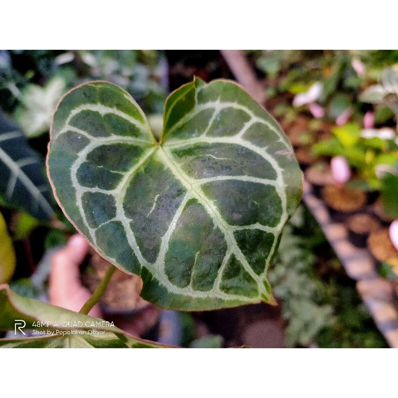 Anthurium Clarinervium x Crystalinum / Kuping gajah tarantula hybrid