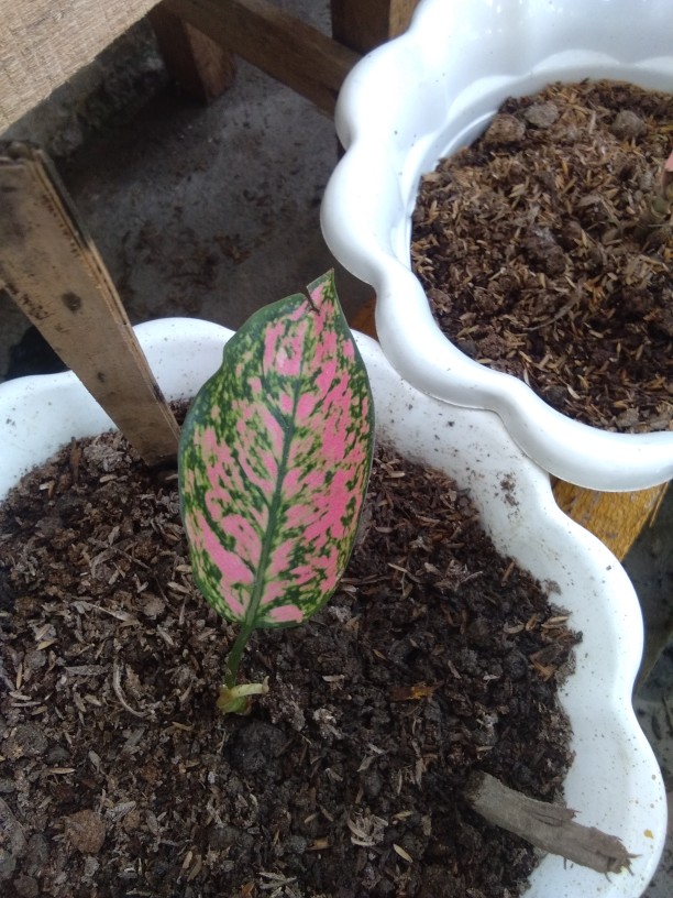 Aglonema Lady Valantine Baby Daun 2-3
