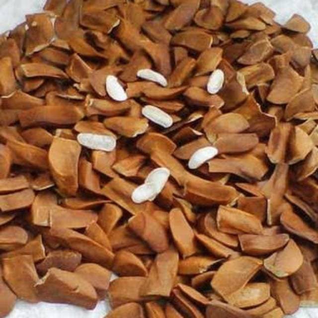biji benih mahoni 1 kg