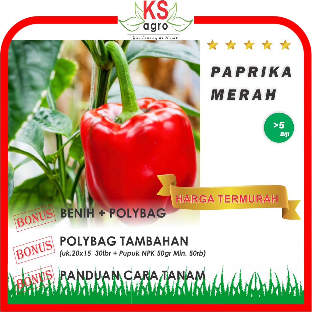 BENIH PAPRIKA MERAH BIBIT SAYURAN UNGGUL