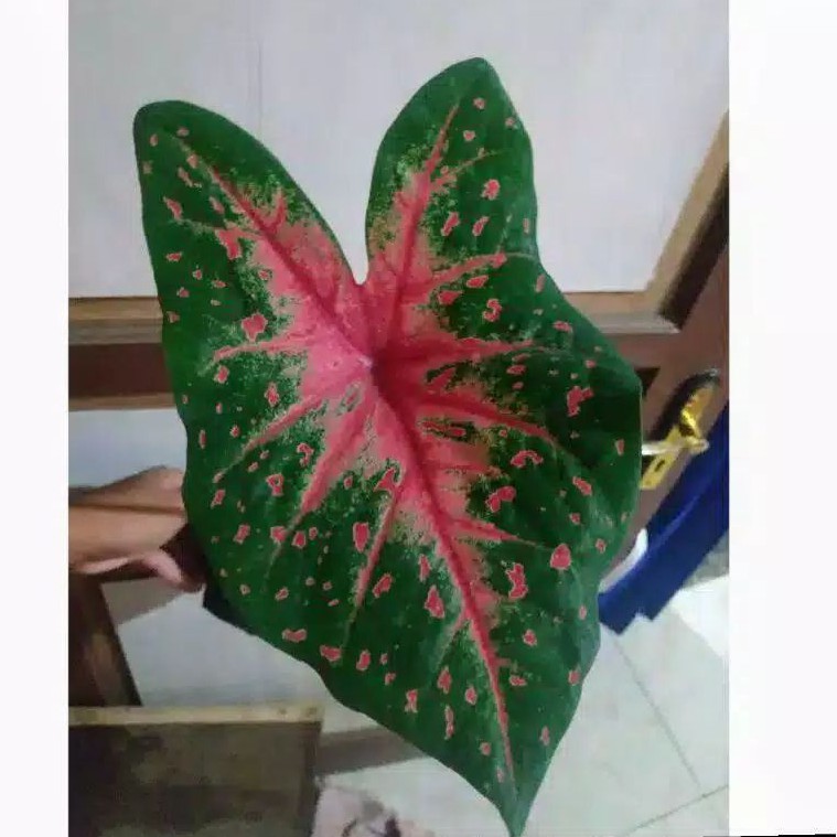 jenis tanaman hias keladi sepider murah