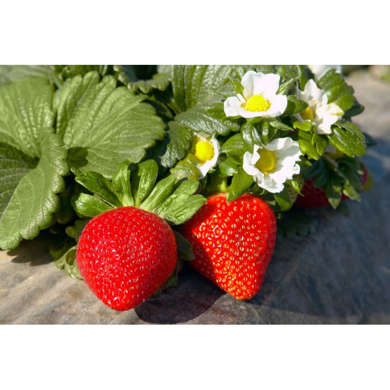 Bibit Buah Strawberry california - Buah Stroberi