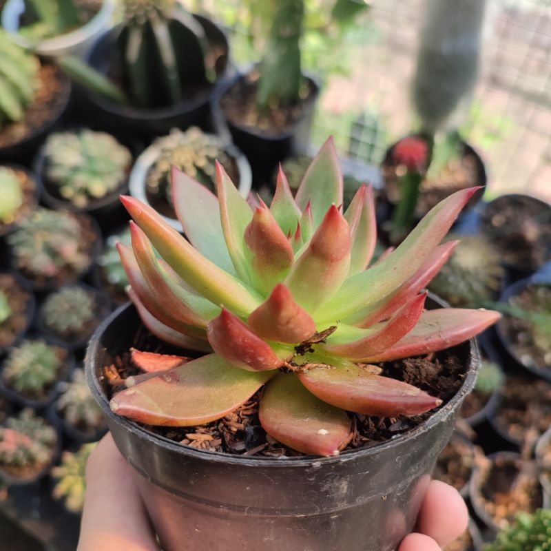 Sukulen Echeveria Agavoides 'Frank Reinelt'