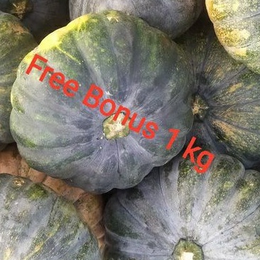 

Labu Parang | Pumpkin + Gratis Bonus
