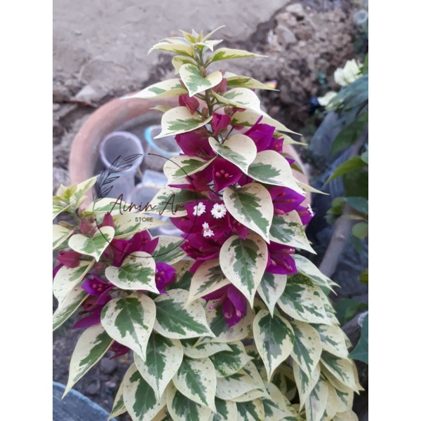 Tanaman hias bunga Bougenville Singapore Ungu /Jewel Ungu ori bukan sambungan