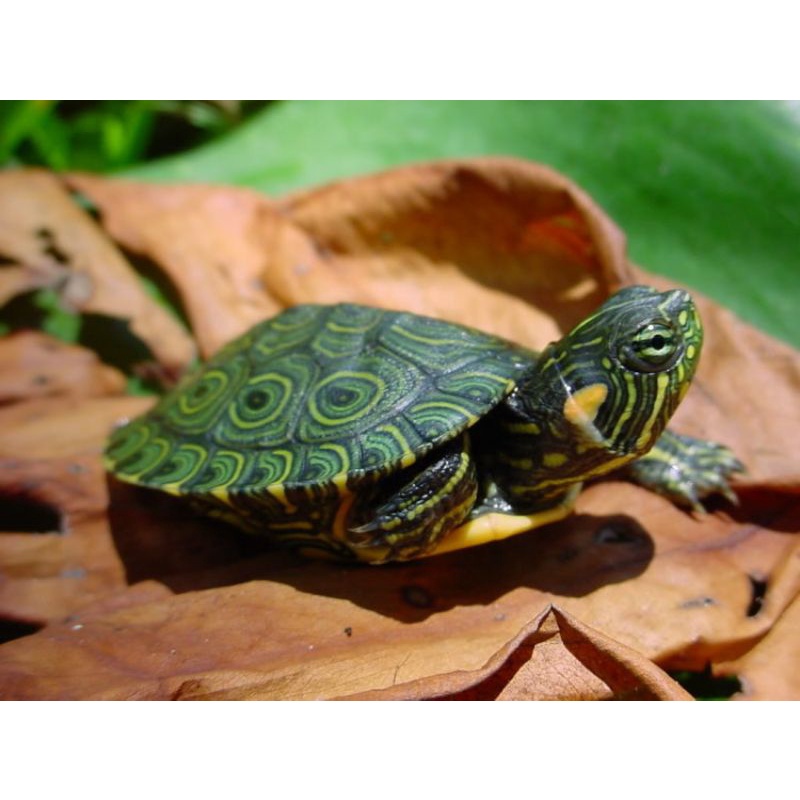 Kura kura lucu Kura kura BRAZIL untuk aquarium aquascape