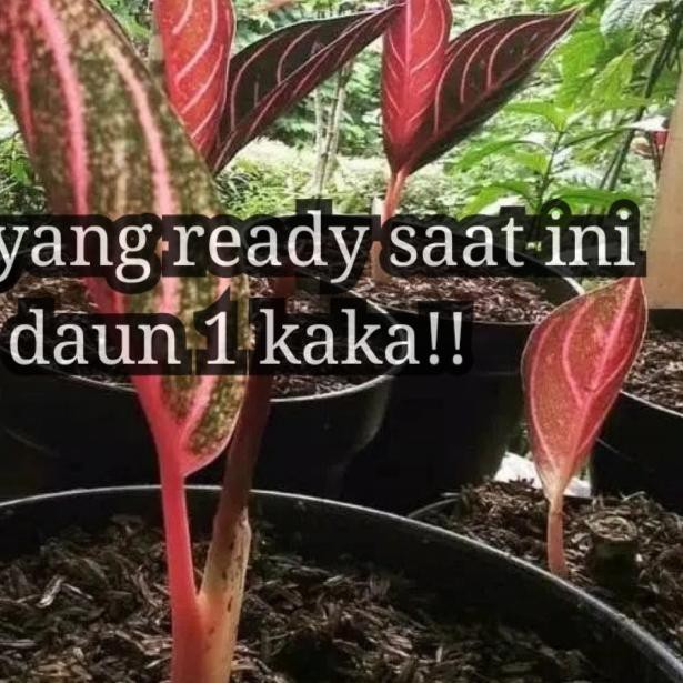 tanaman hias Aglonema red Sumatra baby daun 2