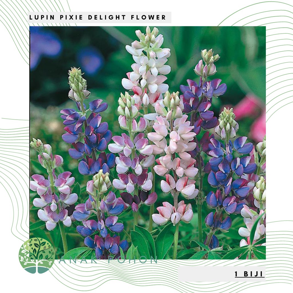 Benih Bibit Biji - Bunga Lupin Pixie Delight (Lupinus phollyphillus) Flower Seeds - IMPORT