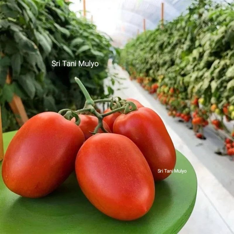 20 Biji - Benih Tomat Buah - TM VISTA Buah Lebat, Daging Tebal, Bibit Sayuran, Benih Sayuran