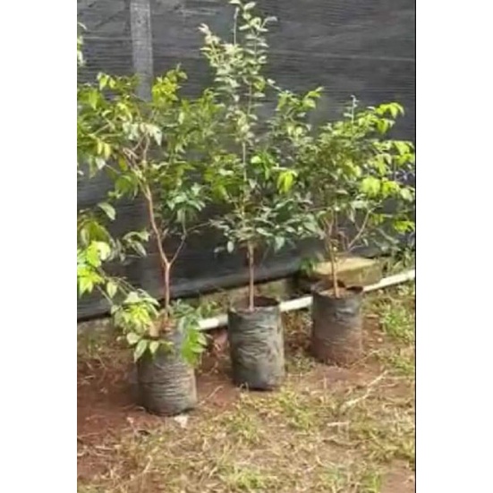 Pohon Jaboticaba anggur brazil berbuah