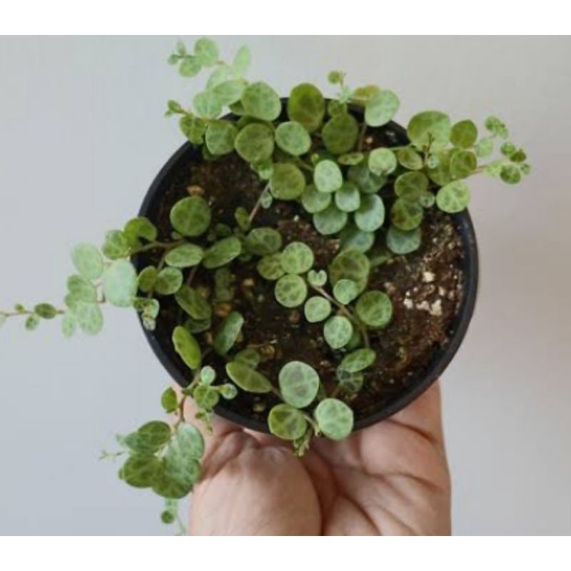 String Of Turtle / Tanaman Hias Gantung