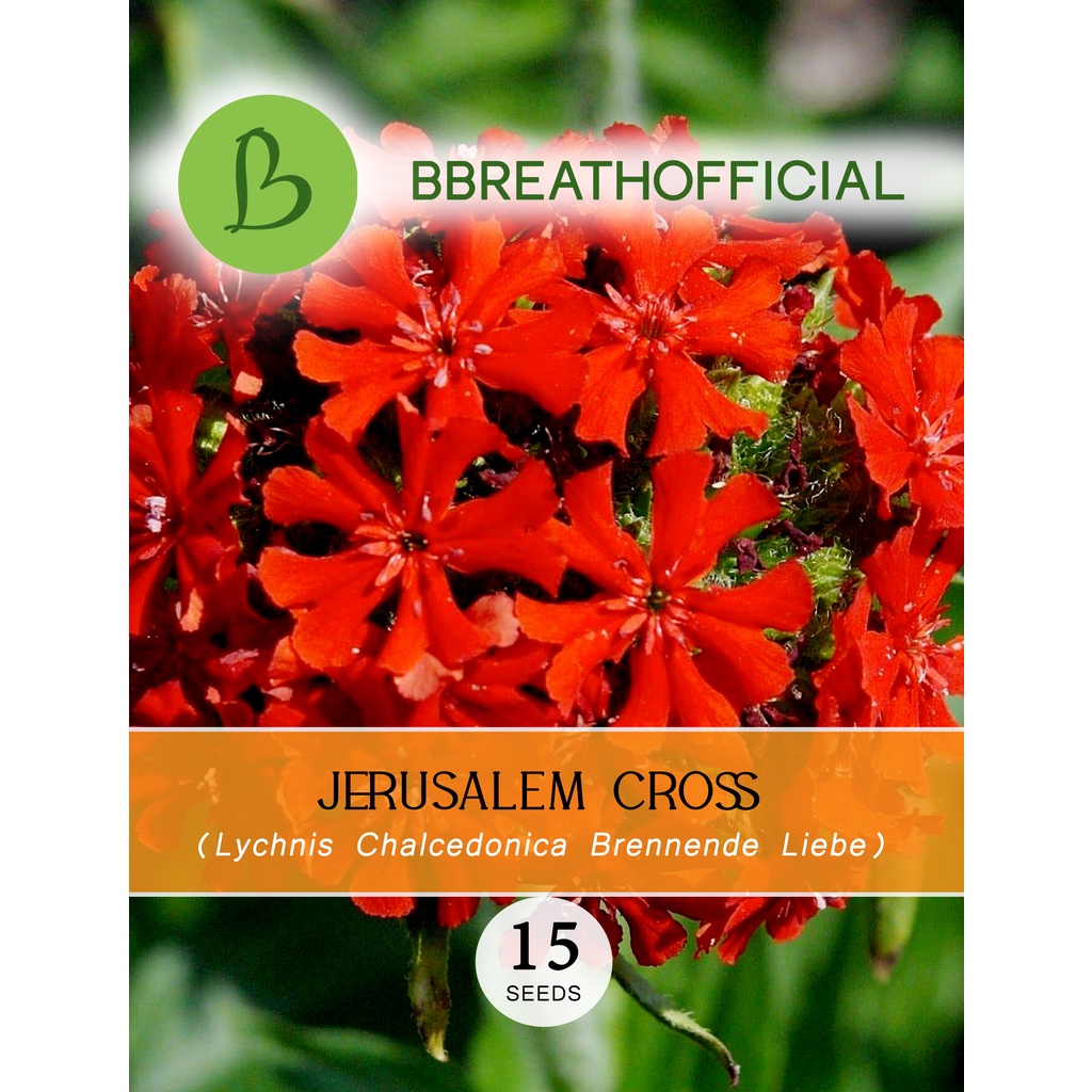 Seeds Jerusalem Cross - Lychnis Calcedonia isi 15 biji benih bibit