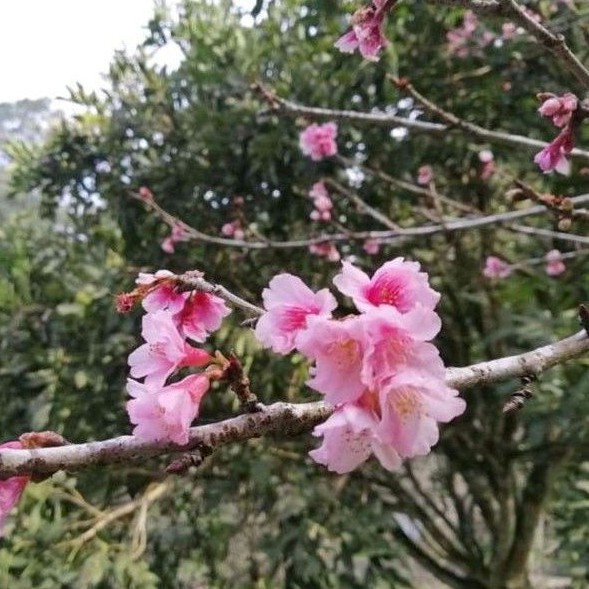 pohon sakura 3 meter up (batang besar)