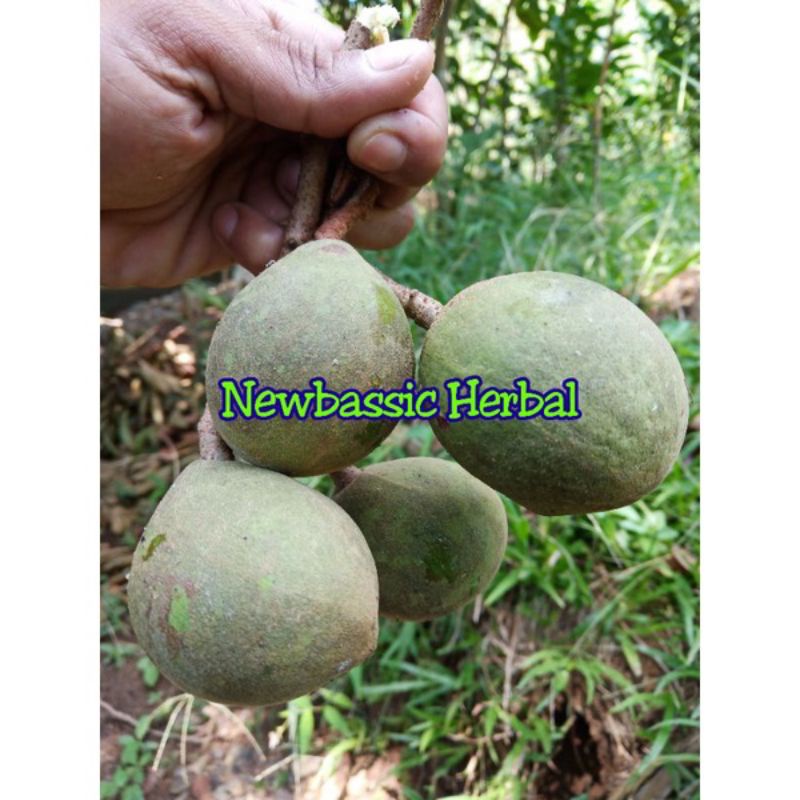 

buah kemiri muda herbal