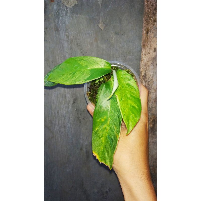 Rhaphidophora Foraminifera Variegated