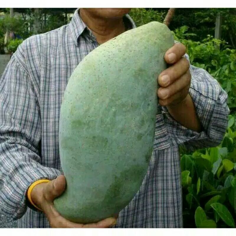 bibit mangga mahatir jumbo