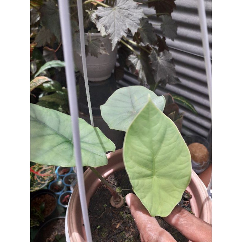 Alocasia Melo Kapuas