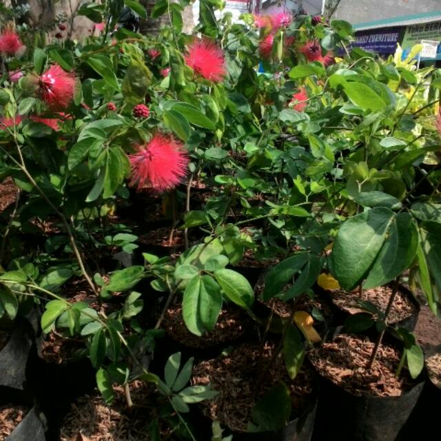 Tanaman Hias Kaliandra Bibit Pohon Kaliandra Bunga Merah Bunga Lusiana Shopee Indonesia