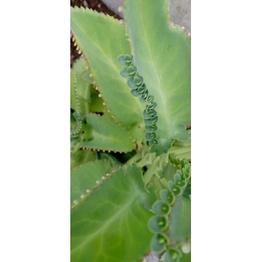 Cocor Bebek (Bryophillum) / Buntiris - obat herbal untuk panas anak dll