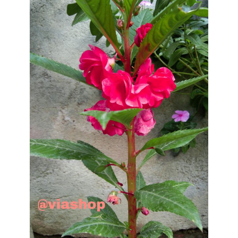 Benih Bunga Pacar air merah