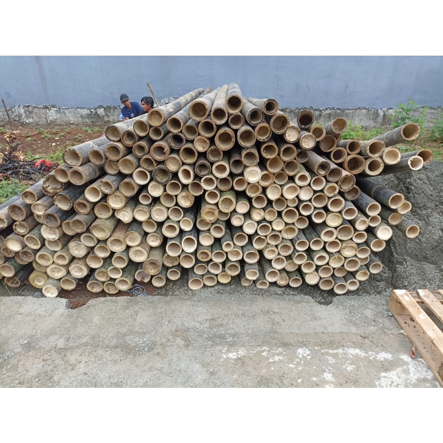Bambu Hitam Gelondong Tinggi 4 Meter