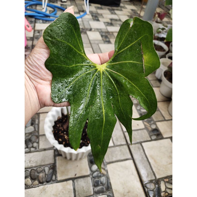 Anthurium Pterodactyl
