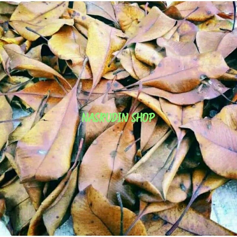 

[Fresh] DAUN CENGKIH KERING 100 LEMBAR / DAUN CENGKEH KERING PILIHAN