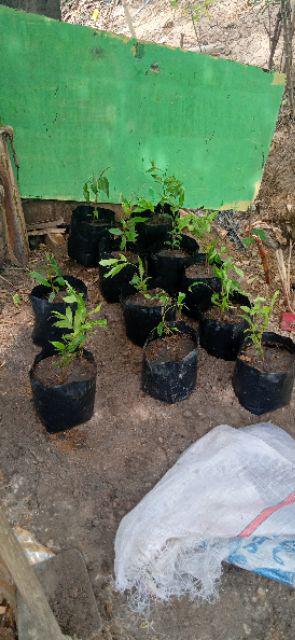 Bibit Gaharu Cabutan Jenis Malaccensis