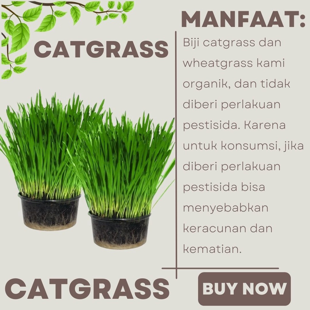 Cat Grass 25Gram - Benih Rumput Kucing Wheat Grass Sades gras Cat Gras FEZONE